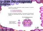 Video: Pyruvate Dehydrogenase Complex | Recurso educativo 39941