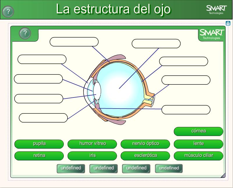 La estructura del ojo | Recurso educativo 47414