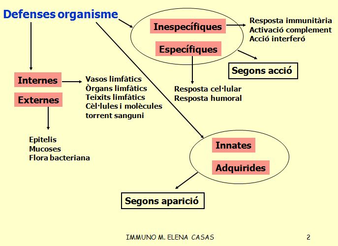 Sistema immune | Recurso educativo 48134