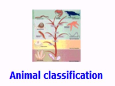 Animal classification | Recurso educativo 48358