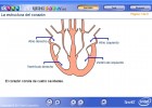 La estructura del corazón | Recurso educativo 48383