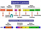 El operón lac | Recurso educativo 49506