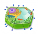 Quiz: The plant cell | Recurso educativo 59974