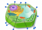 Quiz: The plant cell | Recurso educativo 59974