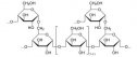 Los polisacáridos | Recurso educativo 61642