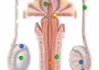 Male reproductive system | Recurso educativo 61795