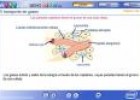 El transporte de gases | Recurso educativo 1250