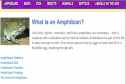 Amphibians | Recurso educativo 13373