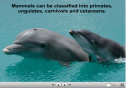 Mammals | Recurso educativo 23765