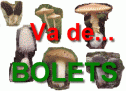 Va de bolets! | Recurso educativo 23880