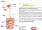 El aparato digestivo | Recurso educativo 26459