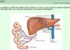 El intercambio de gases y alimentos en la sangre | Recurso educativo 26847