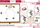 Life cycle | Recurso educativo 27410