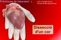 Dissecció d`un cor | Recurso educativo 2809