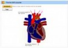 Partes del corazón | Recurso educativo 28515