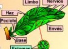 Las plantas... raíz, tallo y hojas | Recurso educativo 2984