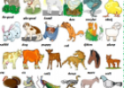 Farm animals | Recurso educativo 62192