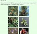 El reino vegetal | Recurso educativo 7355