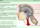 El sistema endocrino | Recurso educativo 7377