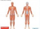 Muscles and movement | Recurso educativo 71496