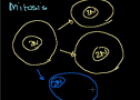 Phases of Mitosis | Recurso educativo 72060