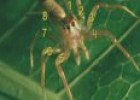 Arthropods | Recurso educativo 79401