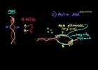 Replicación del ADN | Recurso educativo 98948