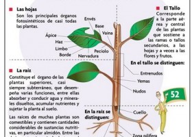 Partes de una planta. | Recurso educativo 676861