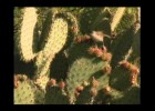 PLANTAS DEL DESIERTO | Recurso educativo 725687