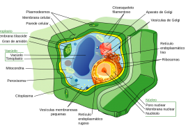 Célula vexetal | Recurso educativo 734920