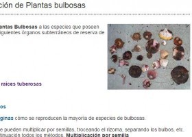 Multiplicacion, reproducción de plantas bulbosas | Recurso educativo 735266