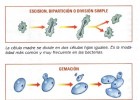 La reproducción asexual y las matemáticas. | Recurso educativo 735524