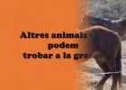 Endevinalles d'animals de granja | Recurso educativo 736100