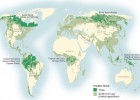 The "Family of 5" Primary Forests: A Snapshot of What Remains | Recurso educativo 736509