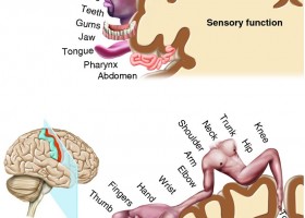 Homúncles sensorial i motor | Recurso educativo 736760