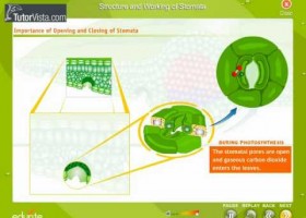 Structure and working of stomata | Recurso educativo 742657