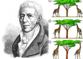 LAMARCK  TEORÍA SOBRE LA EVOLUCIÓN | Recurso educativo 743469