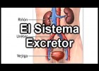 El Sistema Excretor | Recurso educativo 743563