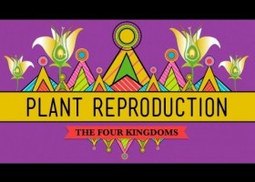 The Plants & The Bees: Plant Reproduction | Recurso educativo 743835