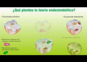 Teoría endosimbiótica | Recurso educativo 743902