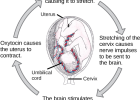 Control of Homeostasis | Recurso educativo 746697