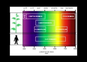 Plantas de día largo | Recurso educativo 746843