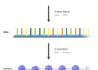 What is the Central Dogma? | Recurso educativo 748663