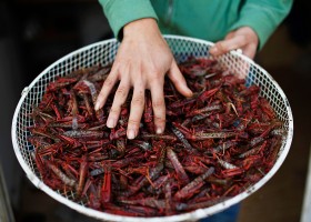 U.N. Urges Eating Insects - 8 Popular Bugs to Try | Recurso educativo 750081