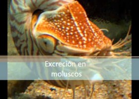 Excreción de invertebrados | Recurso educativo 752859