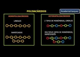 Polisacáridos: Generalidades | Recurso educativo 755276