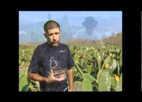 EL CULTIVO Y PROCESADO DE LA COCHINILLA | Recurso educativo 758937