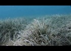 La importancia de las praderas de posidonia | Recurso educativo 760797