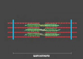 Mecanisme de la contracció muscular | Recurso educativo 762698