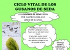 Gusanos de seda | Recurso educativo 776130